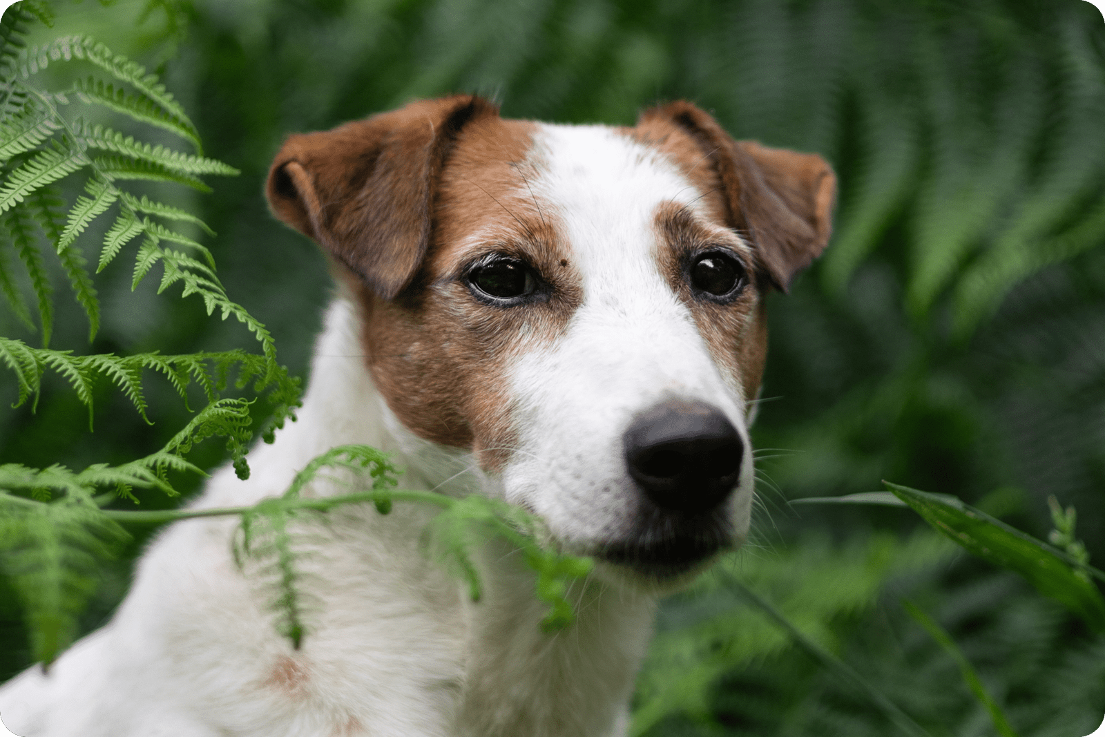 Chien Jack Russell avec une tique sur la tête, prévention santé animale.