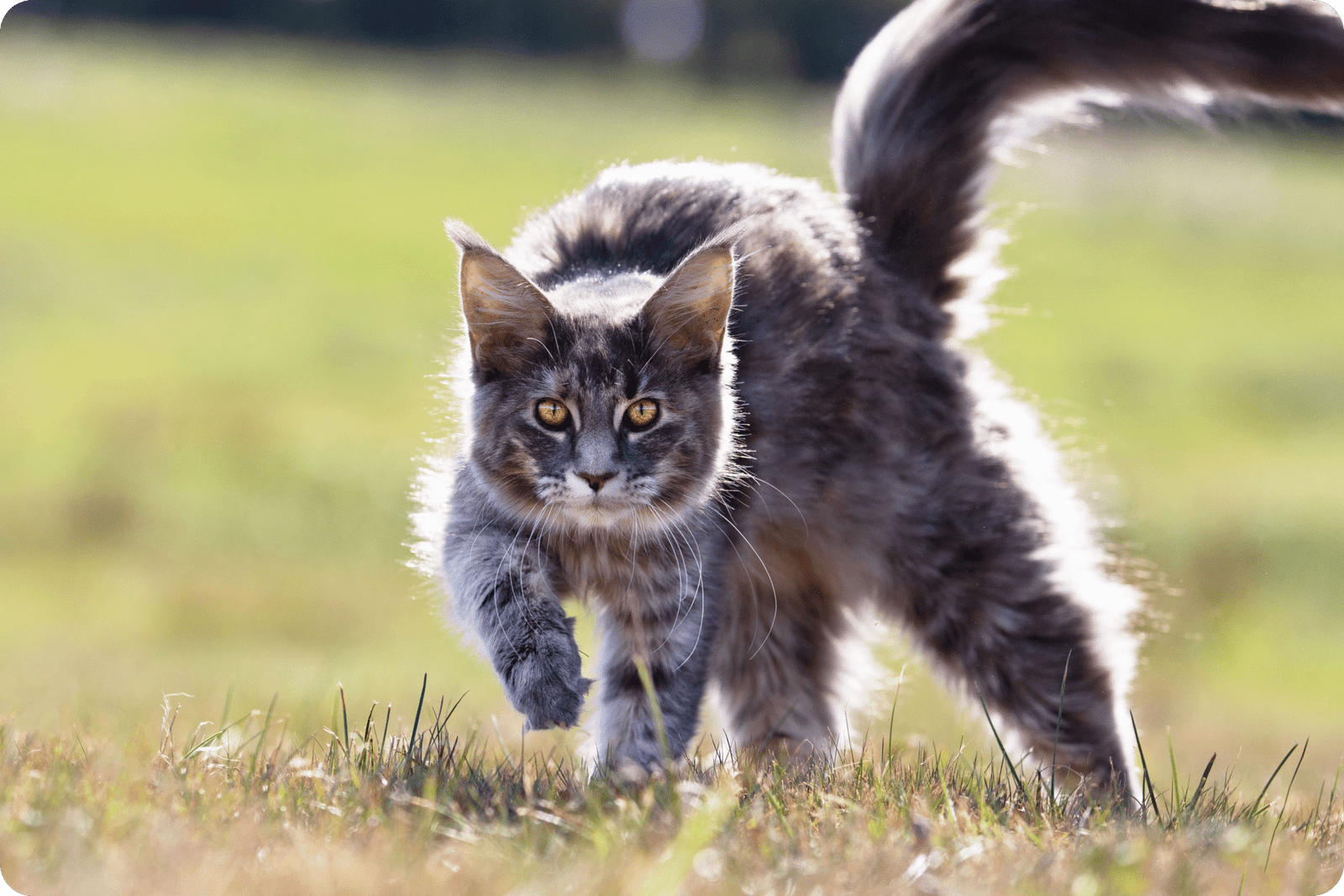 Chat Maine Coon gris marchant dans l’herbe, illustration d’un article sur voyager avec son chat en road trip.