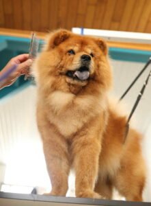 Chow Chow roux debout sur une table de toilettage pendant une séance de débourrage