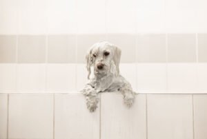 Bichon blanc recouvert de mousse pendant son bain - toilettage canin professionnel