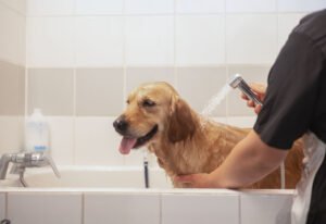 Golden Retriever mouillé dans une baignoire carrelée pendant son bain - toilettage canin professionnel