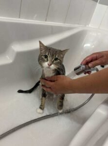 Chat tigré gris et blanc assis dans une baignoire pendant son bain - toilettage félin professionnel