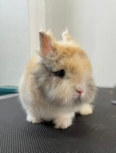 Lapin nain beige et blanc sur une table de toilettage après un brossage complet et un rafraîchissement au ciseau