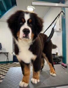 Chiot Bouvier Bernois debout sur une table de toilettage lors de son premier entretien du pelage