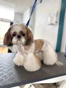Petit chien Shih Tzu brun et blanc toiletté avec une coupe sport professionnelle