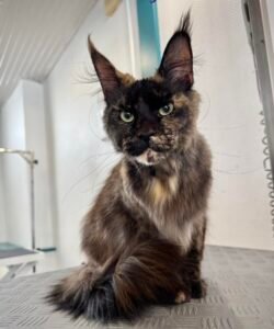 Chat Maine Coon au pelage long assis sur une table de toilettage pendant une séance de brossage - toilettage félin professionnel
