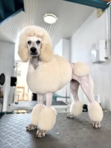 Chiot caniche royal blanc toiletté en coupe lion américain avec crinière volumineuse et corps tondu