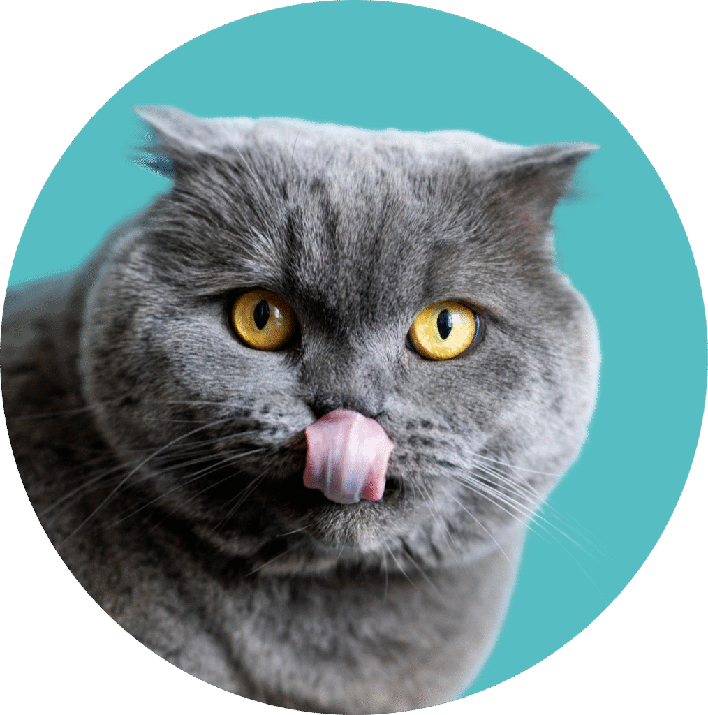 Illustration d’un chat gris tirant la langue, icône pour la prestation toilettage chat.