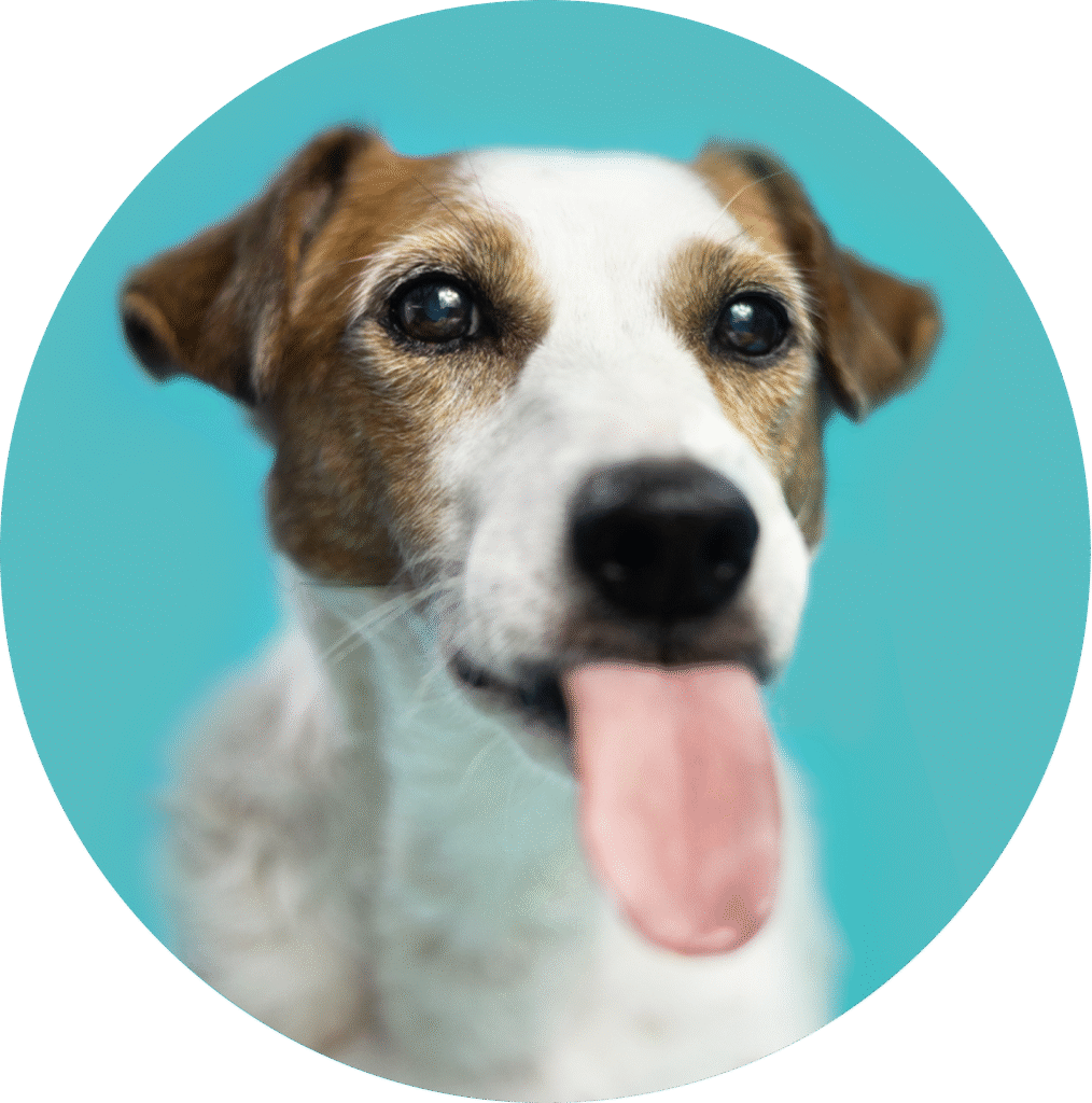 Illustration d’un chien heureux tirant la langue, icône pour la prestation toilettage chien.