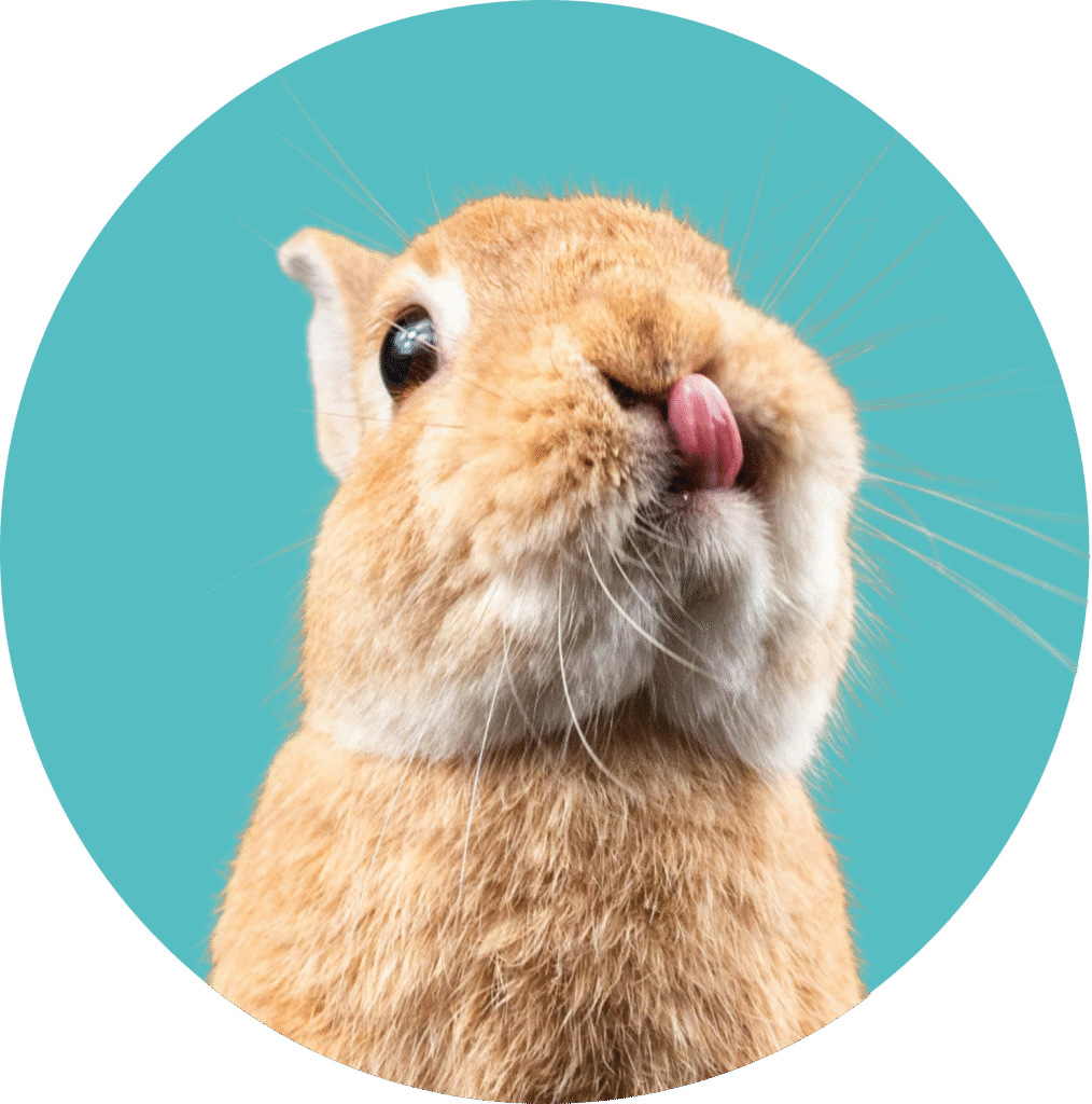 Illustration d’un lapin tirant la langue, icône pour la prestation NAC.