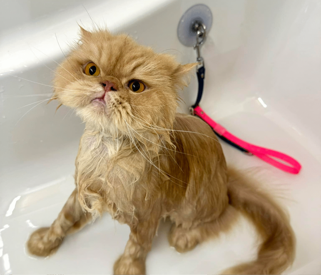 Chat persan en cours de toilettage, bain dans une baignoire.
