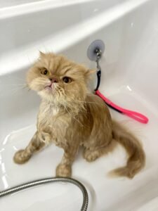 Chat persan en cours de toilettage, bain dans une baignoire.