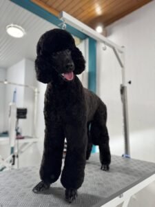 Caniche royal noir toiletté avec une coupe élégante.
