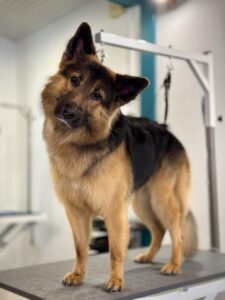 Berger Allemand toiletté sur une table de toilettage.