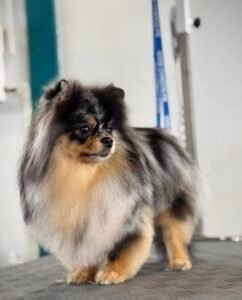 Chien Spitz après toilettage, pelage brossé et soigné.