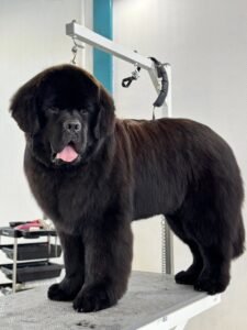 Terre-Neuve noir toiletté sur une table de toilettage.