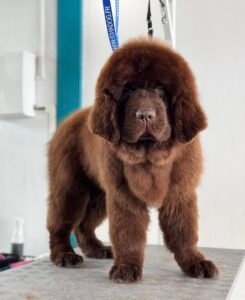 Chiot Terre-Neuve marron toiletté sur une table de toilettage, attaché avec un harnais de sécurité.