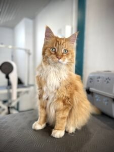 Maine Coon roux toiletté assis sur une table de toilettage.