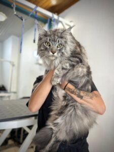 Maine Coon gris tenu par un toiletteur, illustration du toilettage félin.