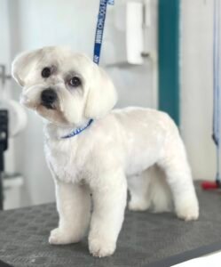 Petit chien blanc toiletté sur une table de toilettage, attaché avec un harnais de sécurité.