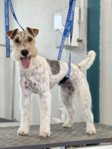 Fox Terrier toiletté, debout sur une table de toilettage avec harnais de sécurité.