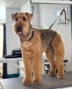 Airedale Terrier toiletté sur une table de toilettage, attaché avec un harnais de sécurité.