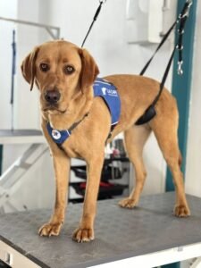 Chien de type Labrador sur une table de toilettage, attaché avec un harnais de sécurité.