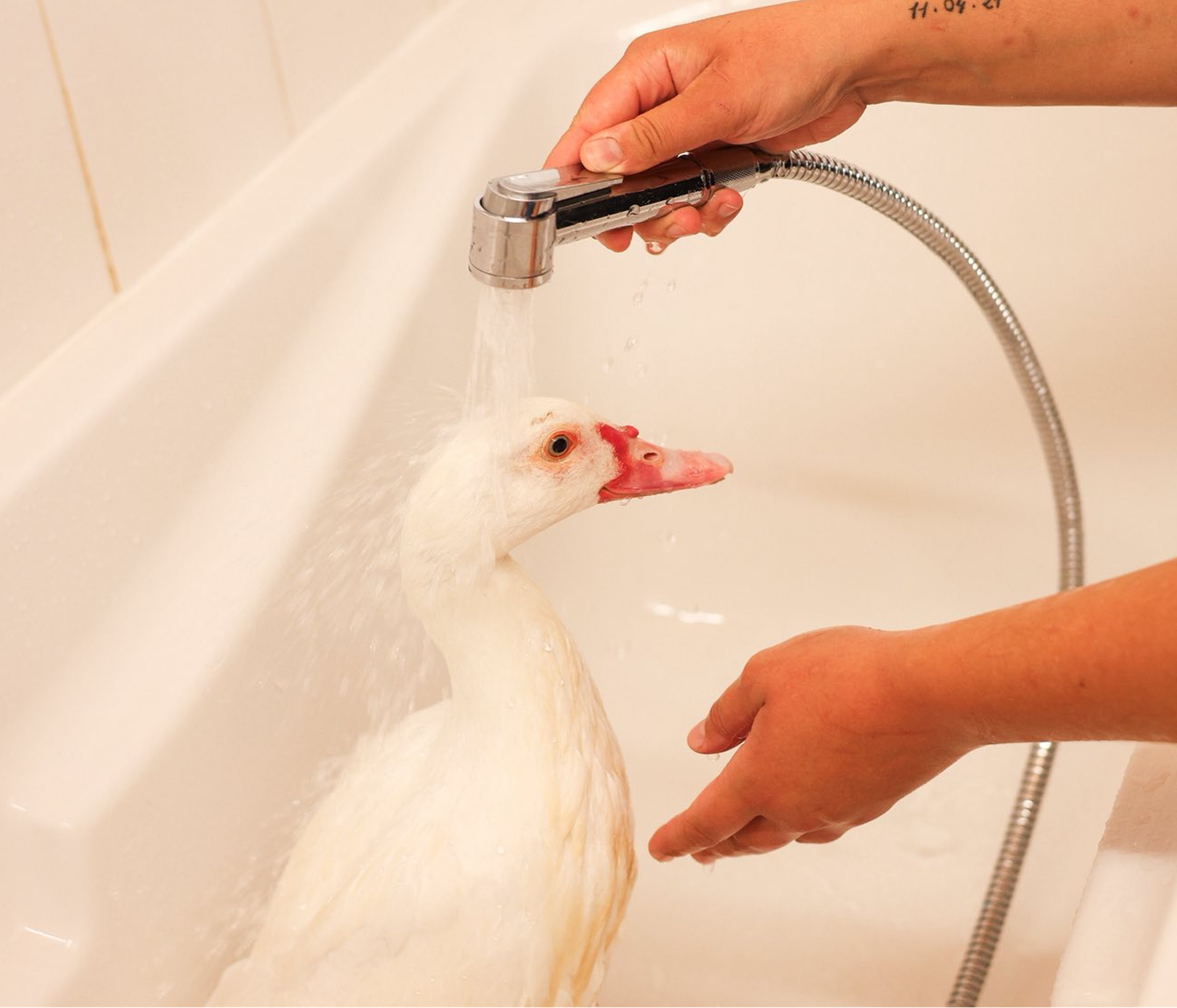 Toilettage d’un canard domestique, soin d’hygiène avec douchette.