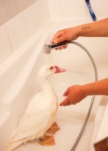 Canard domestique recevant un bain avec une douchette, soin d’hygiène NAC.