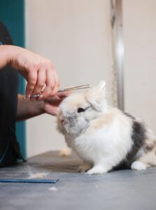 Lapin nain en cours de toilettage, brossage et entretien du pelage.