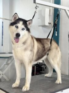 Husky sibérien toiletté avec un pelage épais sur une table de toilettage.