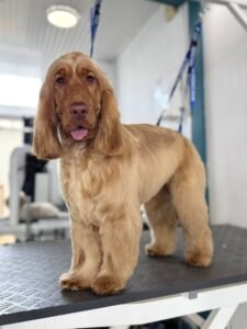Cocker Spaniel anglais toiletté, coupe soignée sur table de toilettage.