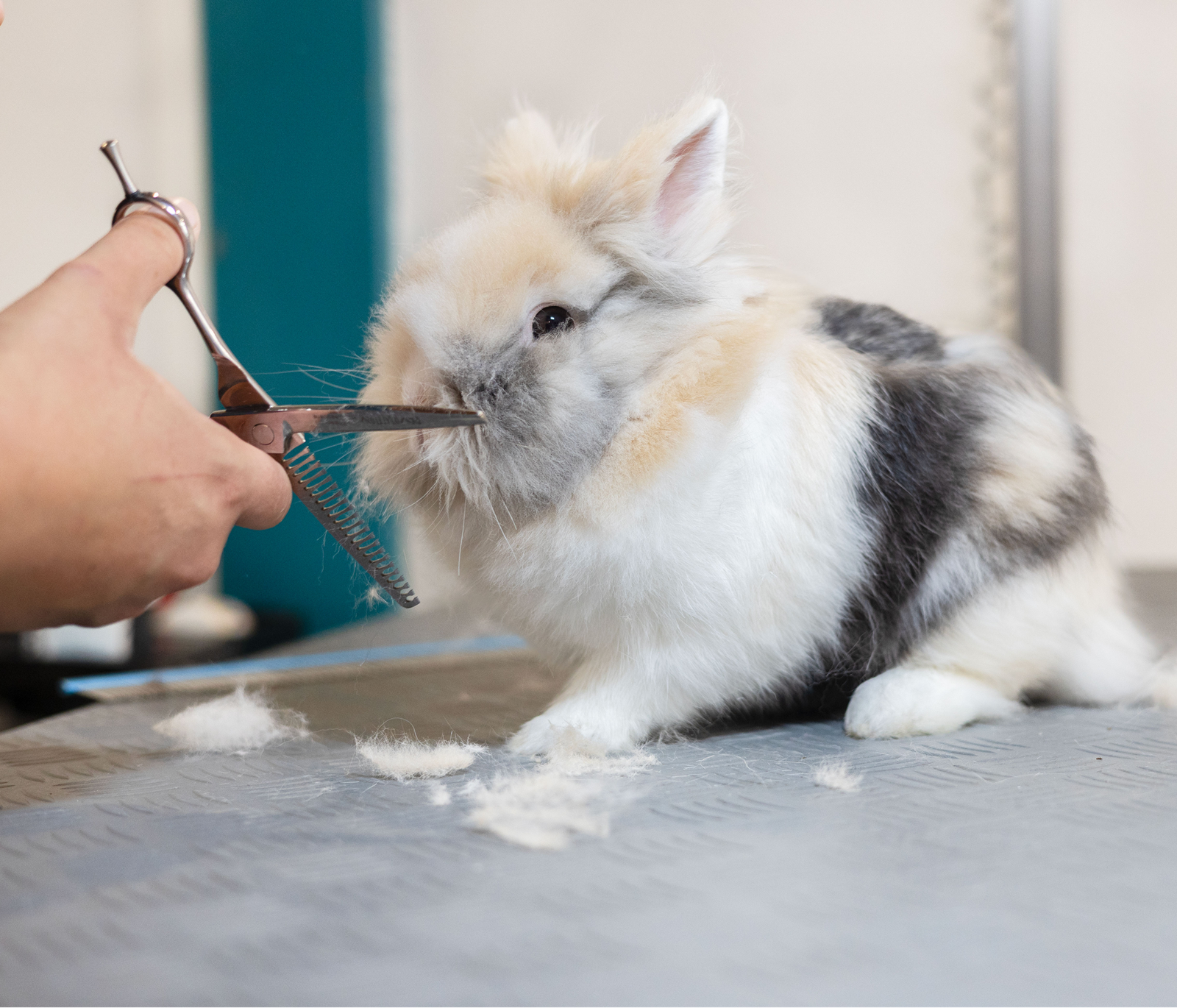 Coupe aux ciseaux sur un lapin nain réalisée en douceur.