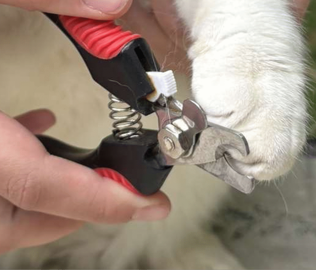 Coupe des griffes d’un chat avec un coupe-griffes professionnel.
