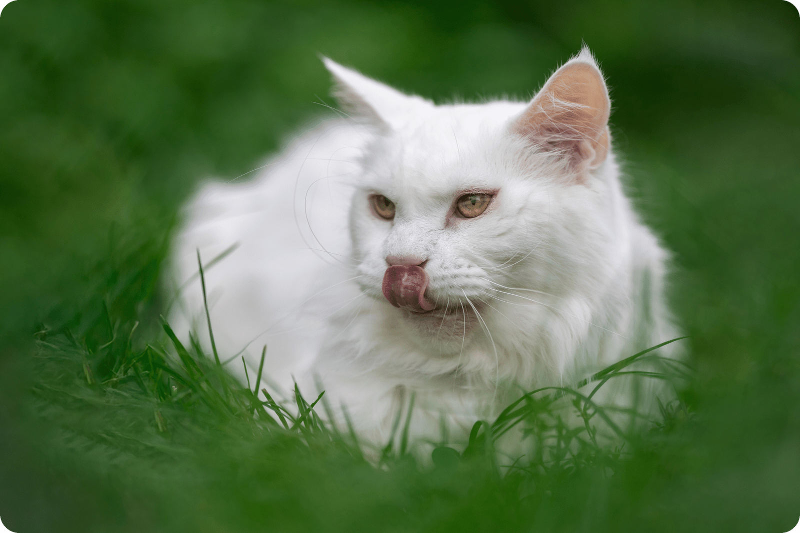 Chat stressé qui se détend après un toilettage naturel. Chat blanc allongé dans l’herbe, illustration d’un article sur les solutions naturelles pour apaiser le stress félin.