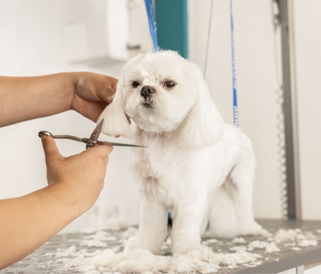 Coupe aux ciseaux sur un petit chien lors d’une séance de toilettage.