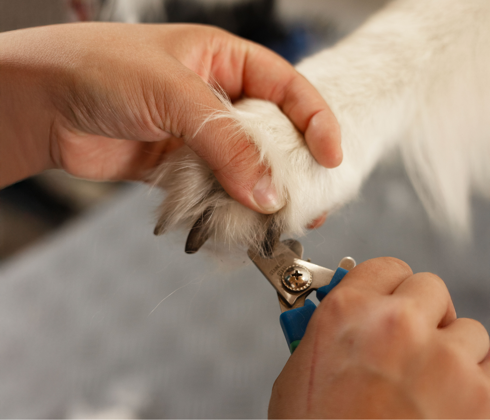 Coupe des griffes d’un chien lors d’une séance de toilettage.