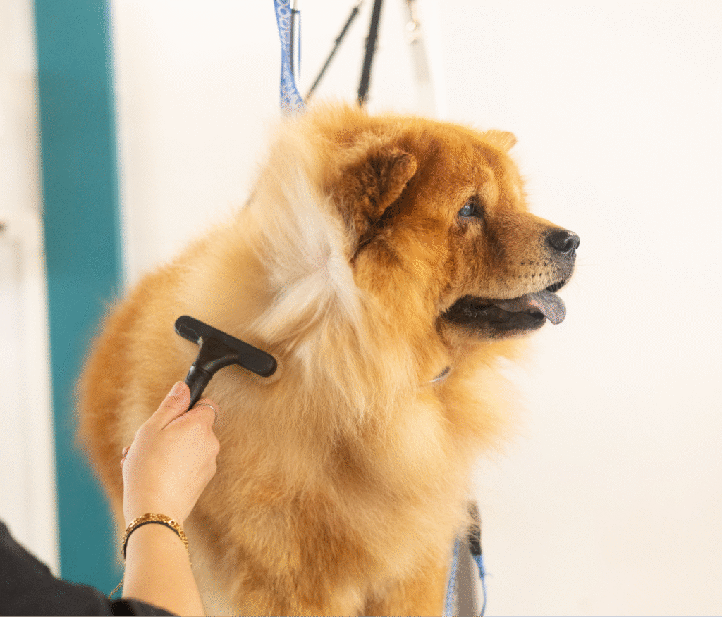 Débourrage d’un chien à poil long lors d’une séance de toilettage professionnel.