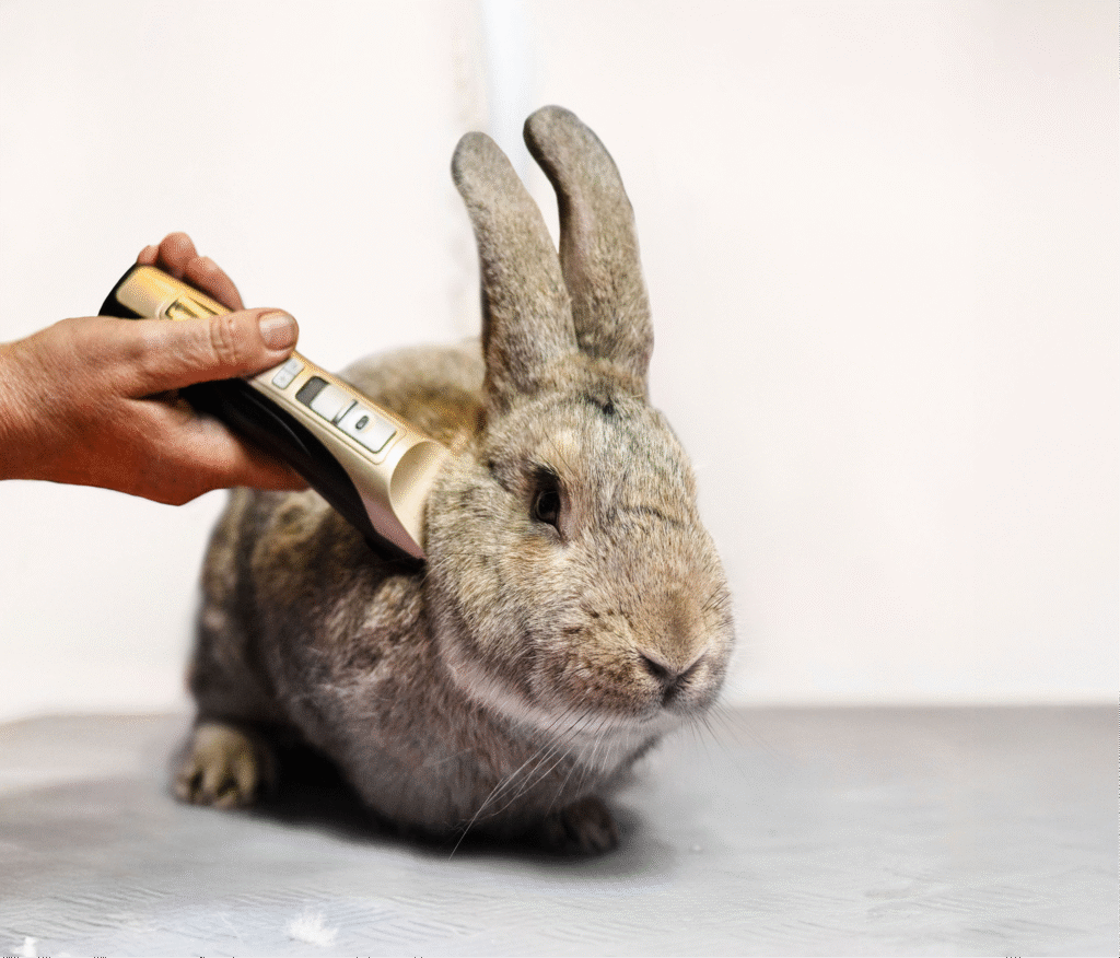 Tonte d’un lapin réalisée avec une tondeuse de toilettage professionnel.