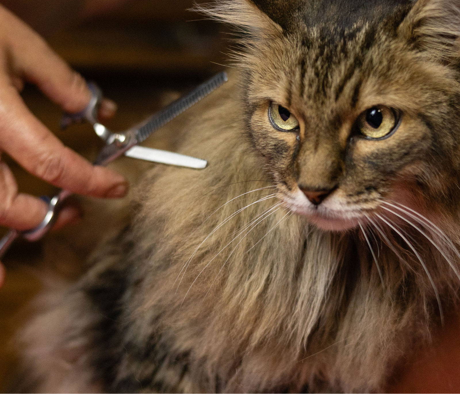 Coupe aux ciseaux sur le pelage d’un chat à poils longs.
