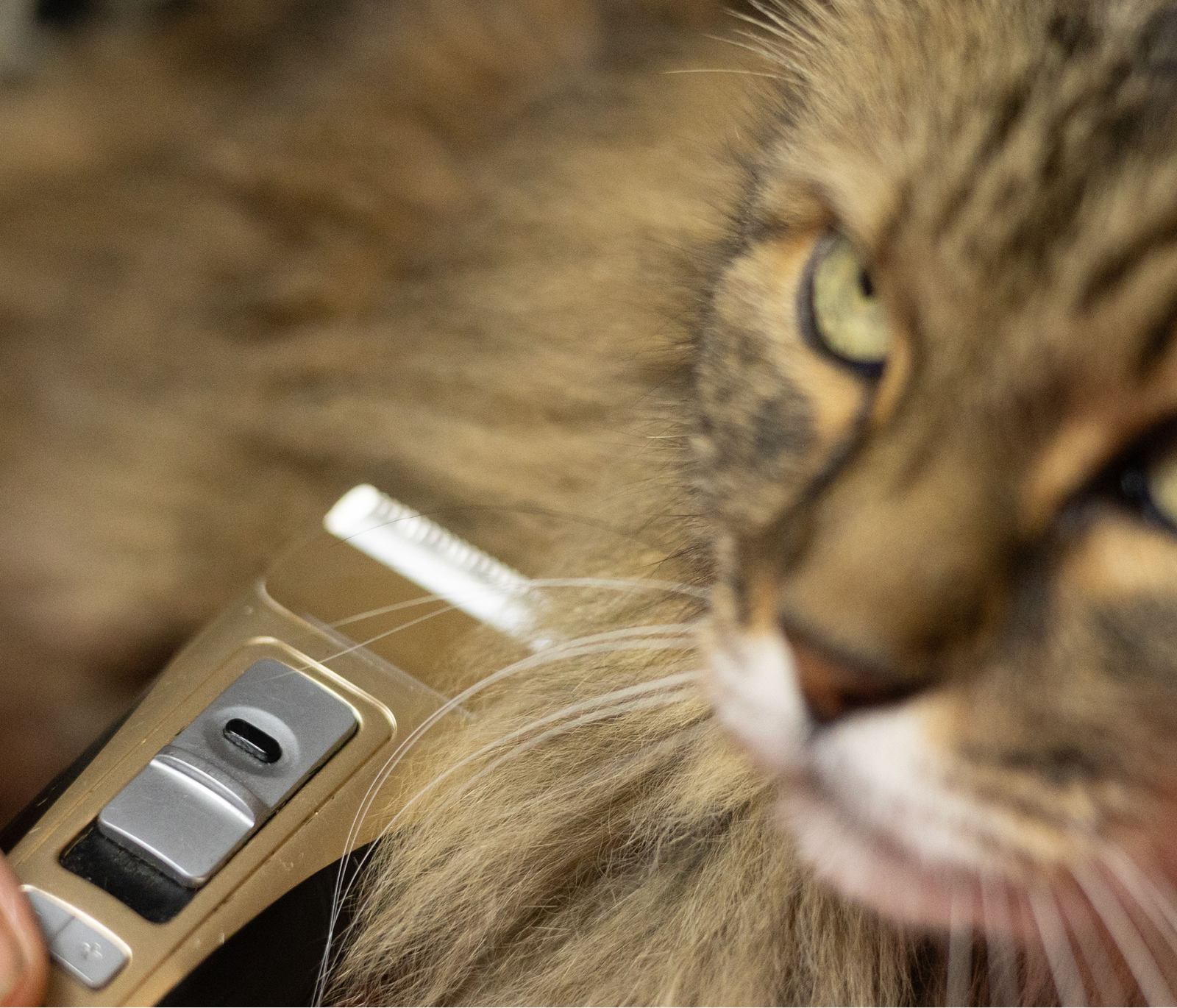 Tonte d’un chat à l’aide d’une tondeuse de toilettage.