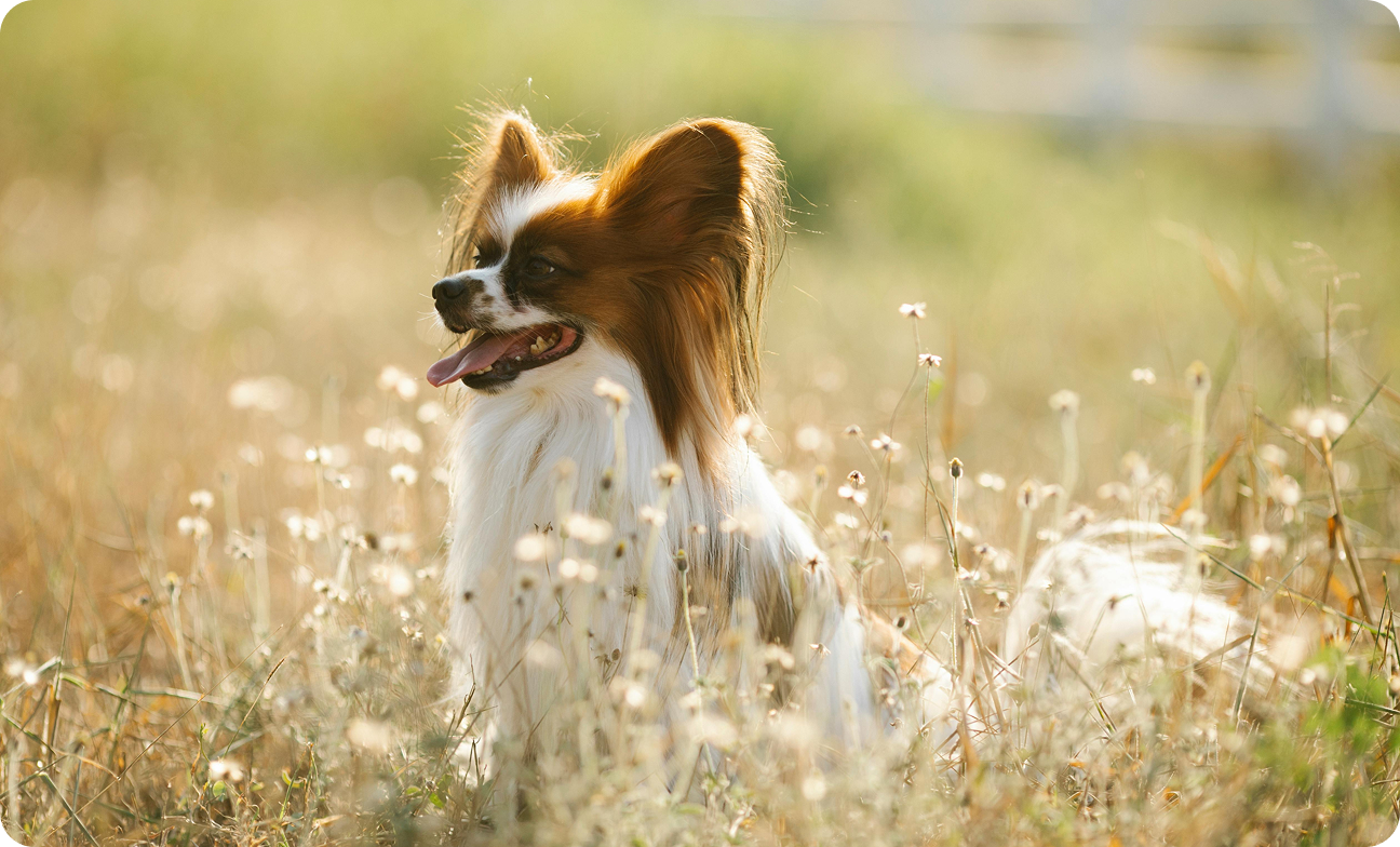 Faut-il tondre son chien en été
